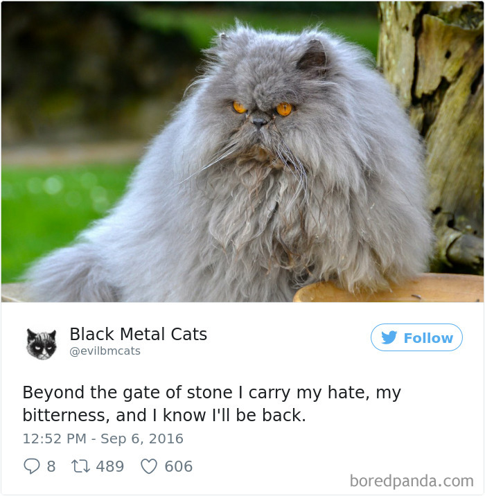 Twitter Account Pairs Cat Pics With Metal Lyrics And It’s Just Perfect Twitter Account Pairs Cat Pics With Metal Lyrics And It’s Just Perfect