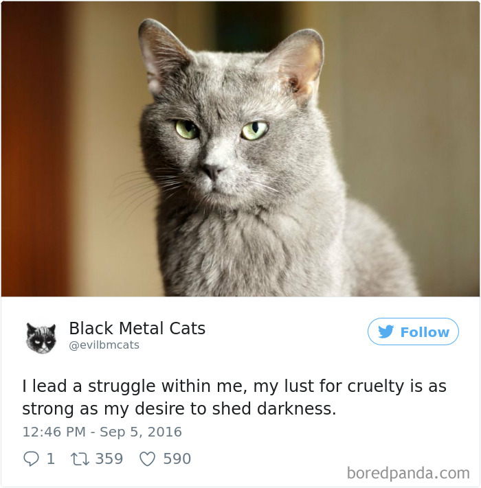 Twitter Account Pairs Cat Pics With Metal Lyrics And It’s Just Perfect Twitter Account Pairs Cat Pics With Metal Lyrics And It’s Just Perfect