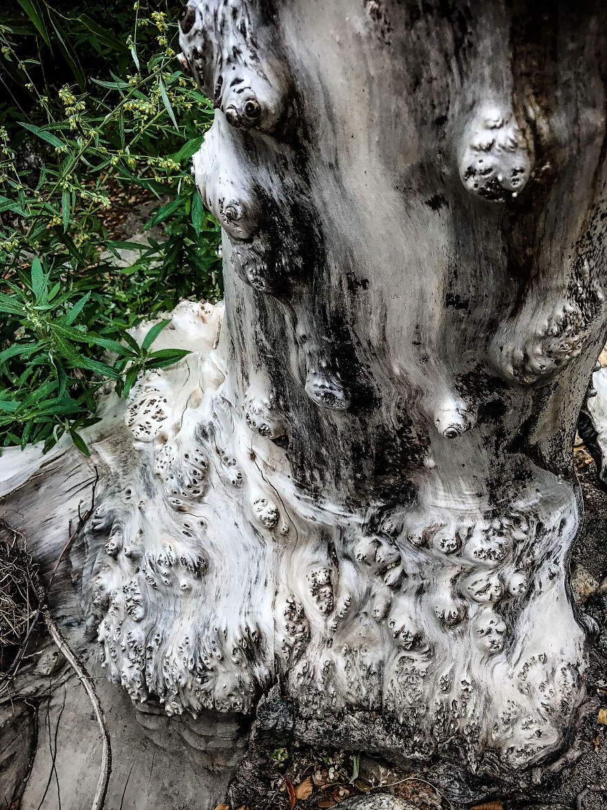 I Took A Road Trip From Oregon To California To Capture Nature&#8217;s Texture