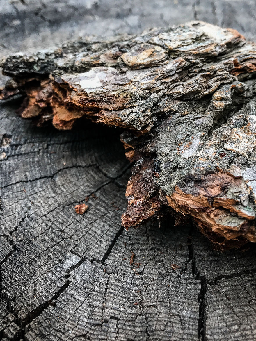 I Took A Road Trip From Oregon To California To Capture Nature&#8217;s Texture