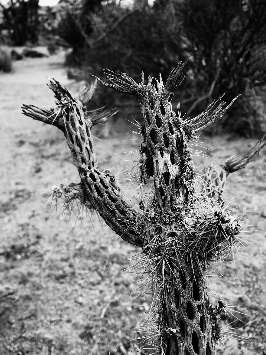 I Took A Road Trip From Oregon To California To Capture Nature&#8217;s Texture