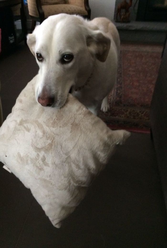 50 Times Pets Brought Their Owners The Most Unexpected Gifts