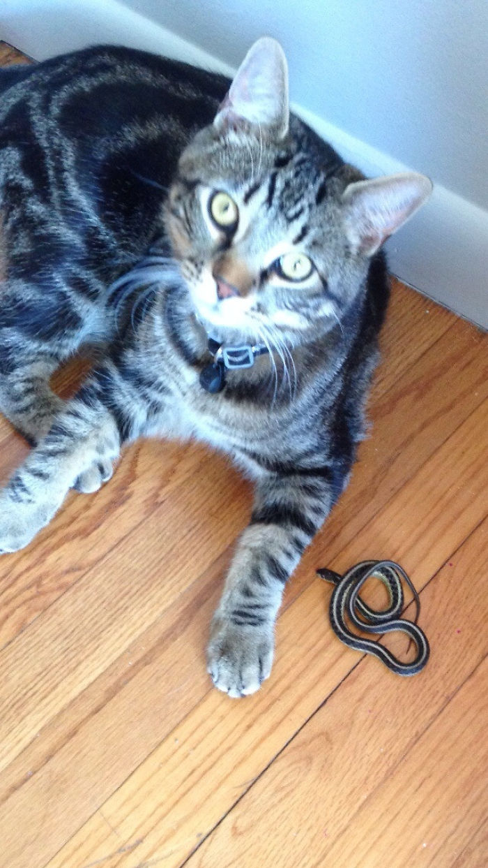 50 Times Pets Brought Their Owners The Most Unexpected Gifts