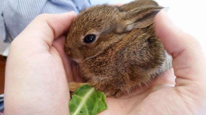 50 Times Pets Brought Their Owners The Most Unexpected Gifts