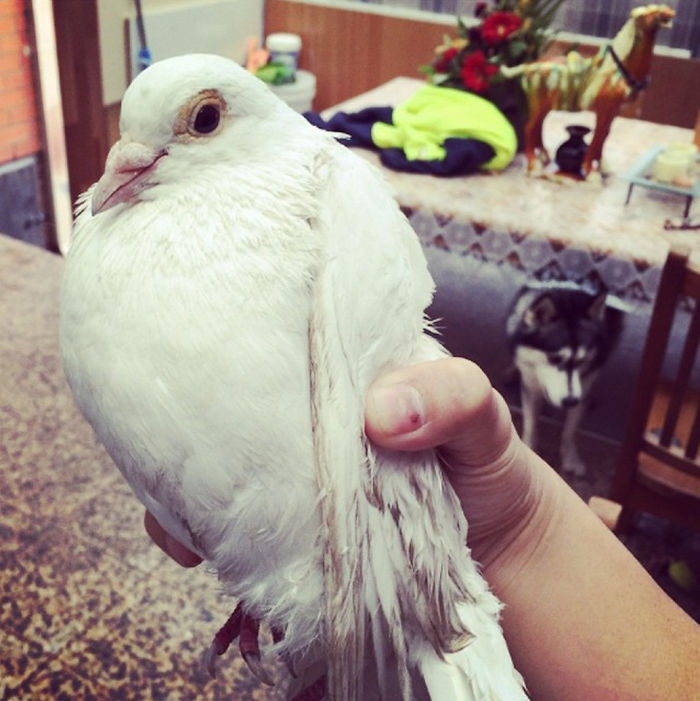 50 Times Pets Brought Their Owners The Most Unexpected Gifts