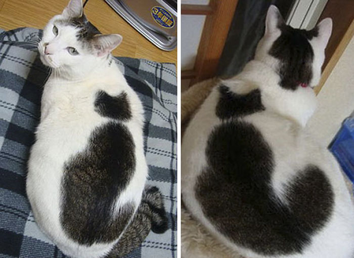 50 Cats With The Craziest Fur Markings 50 Cats With The Craziest Fur Markings