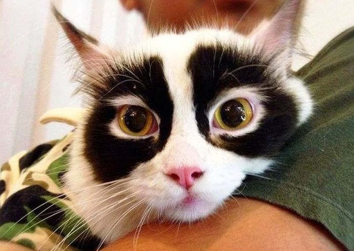 50 Cats With The Craziest Fur Markings 50 Cats With The Craziest Fur Markings