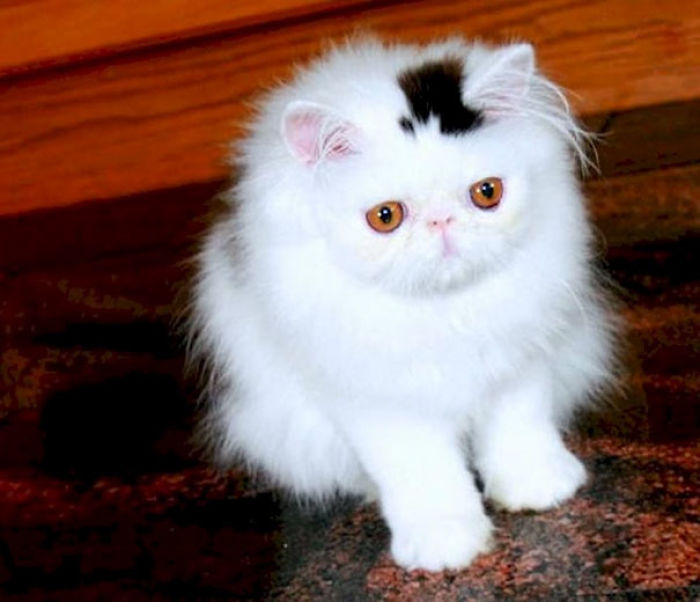 50 Cats With The Craziest Fur Markings 50 Cats With The Craziest Fur Markings