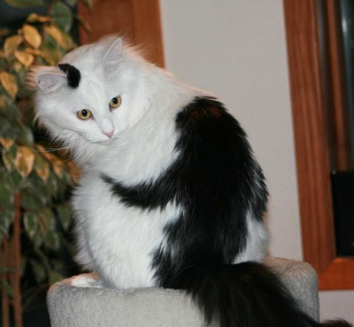 50 Cats With The Craziest Fur Markings 50 Cats With The Craziest Fur Markings
