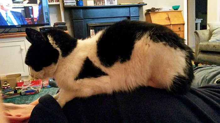 50 Cats With The Craziest Fur Markings 50 Cats With The Craziest Fur Markings