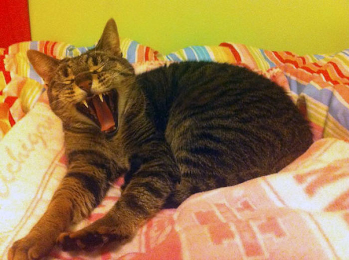 50 Cats With The Craziest Fur Markings 50 Cats With The Craziest Fur Markings