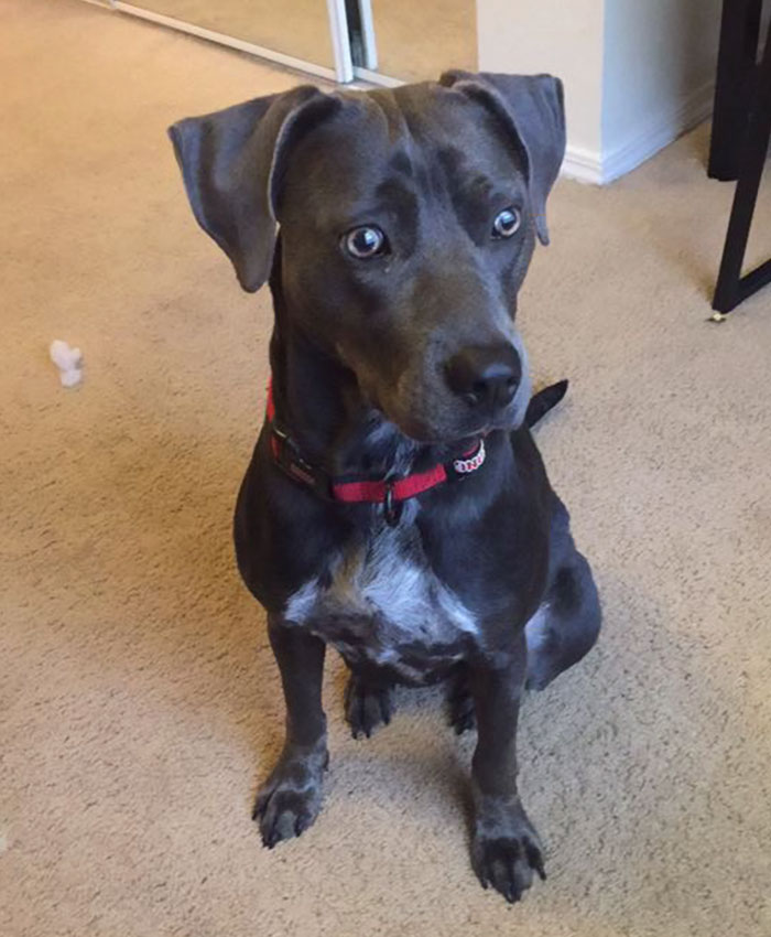 Girl Begs Professor To Let Her Bring Dog To Class To Save It From Hurricane, And His Response Wins Internet