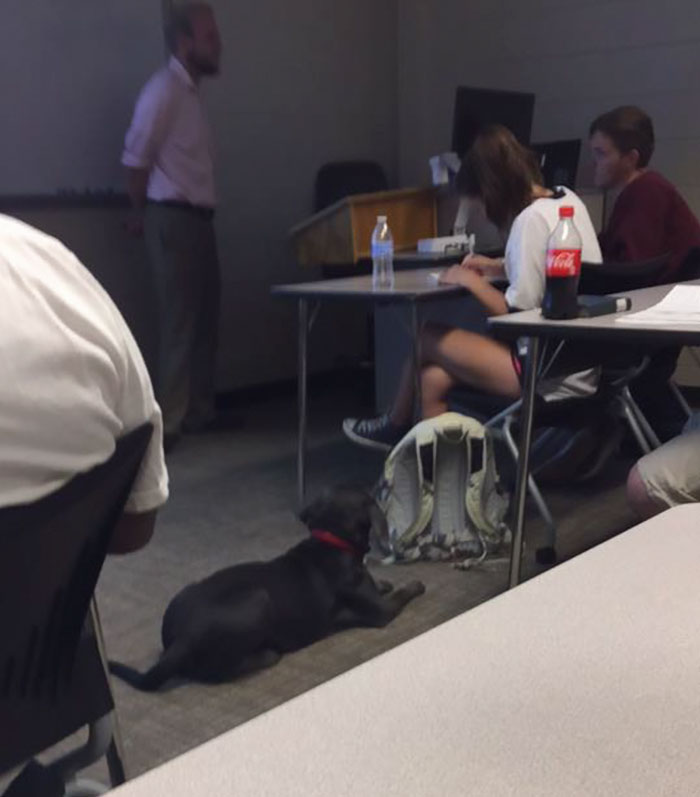 Girl Begs Professor To Let Her Bring Dog To Class To Save It From Hurricane, And His Response Wins Internet
