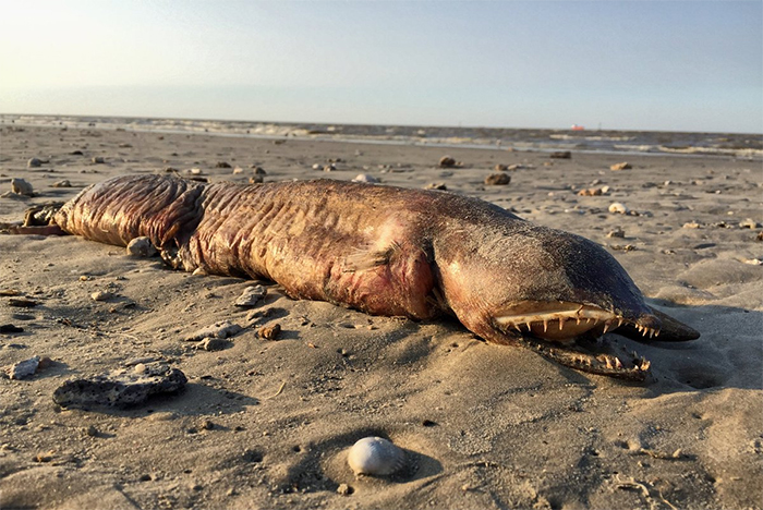 Mysterious Eyeless Creature Washes Up On Texas Beach After Hurricane Harvey, And It’s Terrifying Mysterious Eyeless Creature Washes Up On Texas Beach After Hurricane Harvey, And It’s Terrifying