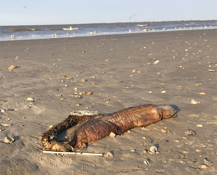 Mysterious Eyeless Creature Washes Up On Texas Beach After Hurricane Harvey, And It’s Terrifying Mysterious Eyeless Creature Washes Up On Texas Beach After Hurricane Harvey, And It’s Terrifying