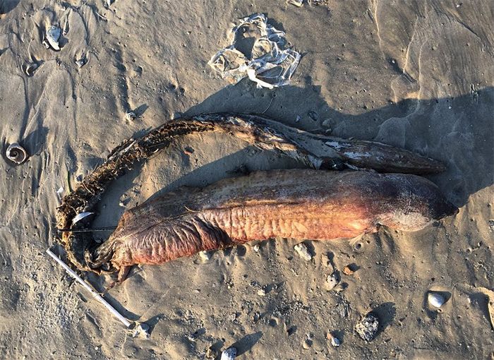 Mysterious Eyeless Creature Washes Up On Texas Beach After Hurricane Harvey, And It’s Terrifying Mysterious Eyeless Creature Washes Up On Texas Beach After Hurricane Harvey, And It’s Terrifying