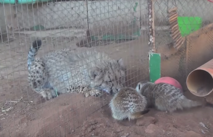 Meerkat Attacks Cheetah, Cheetah Mistakes It For Grooming And Starts To Purr Loudly
