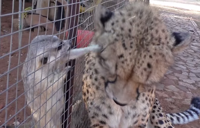 Meerkat Attacks Cheetah, Cheetah Mistakes It For Grooming And Starts To Purr Loudly