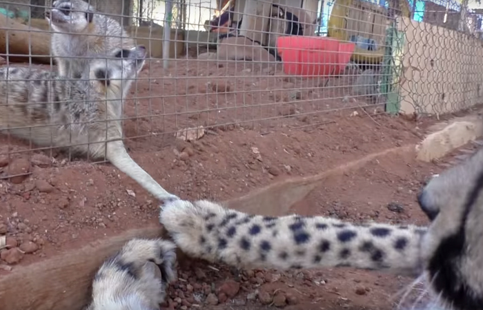 Meerkat Attacks Cheetah, Cheetah Mistakes It For Grooming And Starts To Purr Loudly