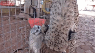 Meerkat Attacks Cheetah, Cheetah Mistakes It For Grooming And Starts To Purr Loudly