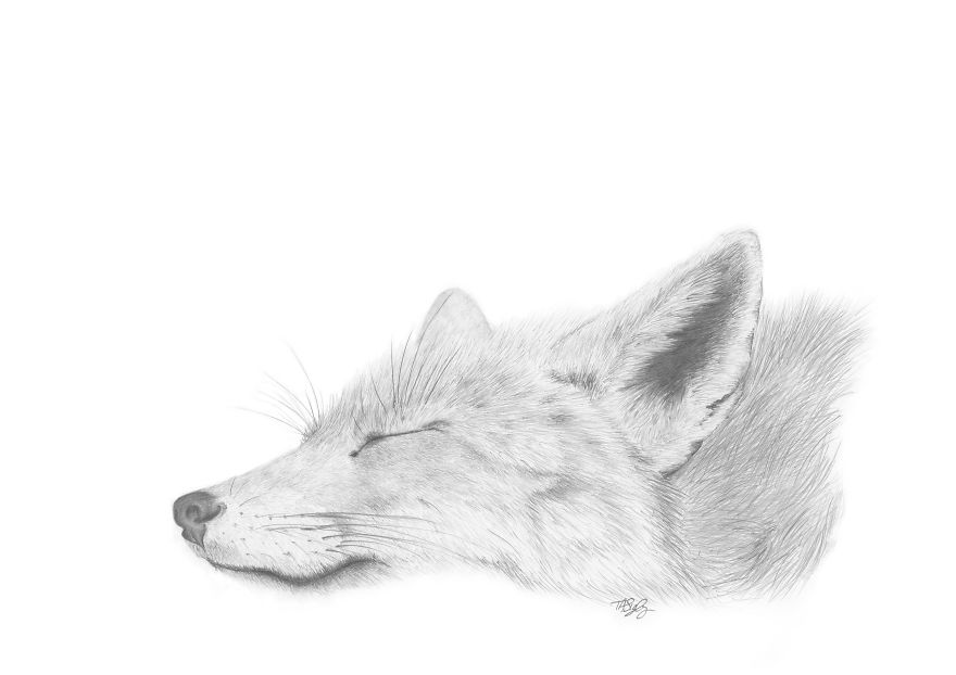 I Draw Animals With A Mechanical Pencil I Draw Animals With A Mechanical Pencil