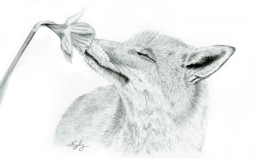 I Draw Animals With A Mechanical Pencil I Draw Animals With A Mechanical Pencil