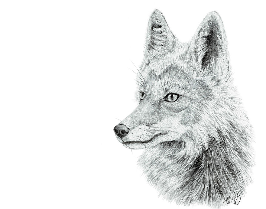 I Draw Animals With A Mechanical Pencil I Draw Animals With A Mechanical Pencil