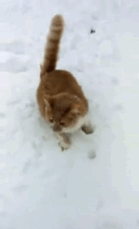 123 Times Owners Wanted Cats And Dogs To Live Together, But It Didn’t Work Out As Planned 123 Times Owners Wanted Cats And Dogs To Live Together, But It Didn’t Work Out As Planned