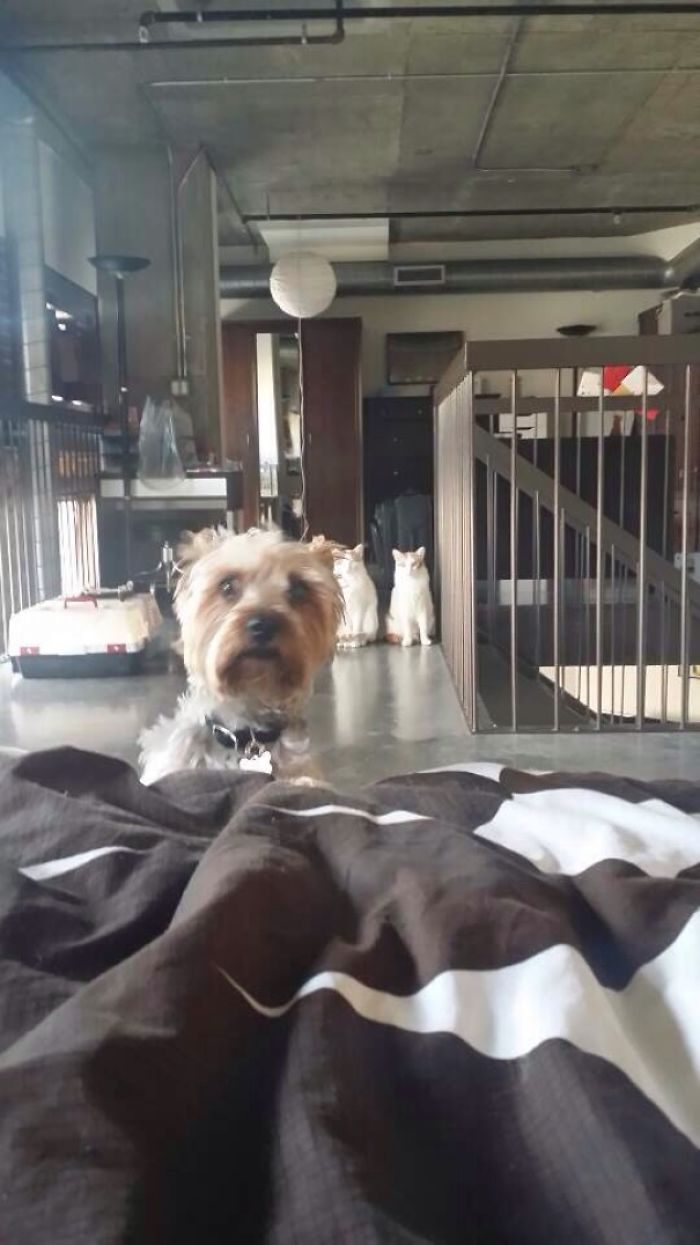 123 Times Owners Wanted Cats And Dogs To Live Together, But It Didn’t Work Out As Planned 123 Times Owners Wanted Cats And Dogs To Live Together, But It Didn’t Work Out As Planned