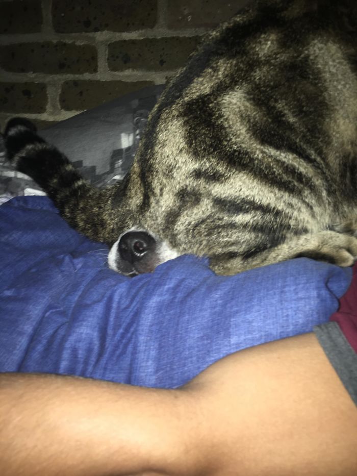 123 Times Owners Wanted Cats And Dogs To Live Together, But It Didn’t Work Out As Planned 123 Times Owners Wanted Cats And Dogs To Live Together, But It Didn’t Work Out As Planned