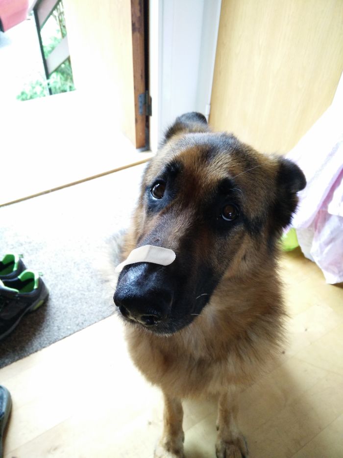 123 Times Owners Wanted Cats And Dogs To Live Together, But It Didn’t Work Out As Planned 123 Times Owners Wanted Cats And Dogs To Live Together, But It Didn’t Work Out As Planned