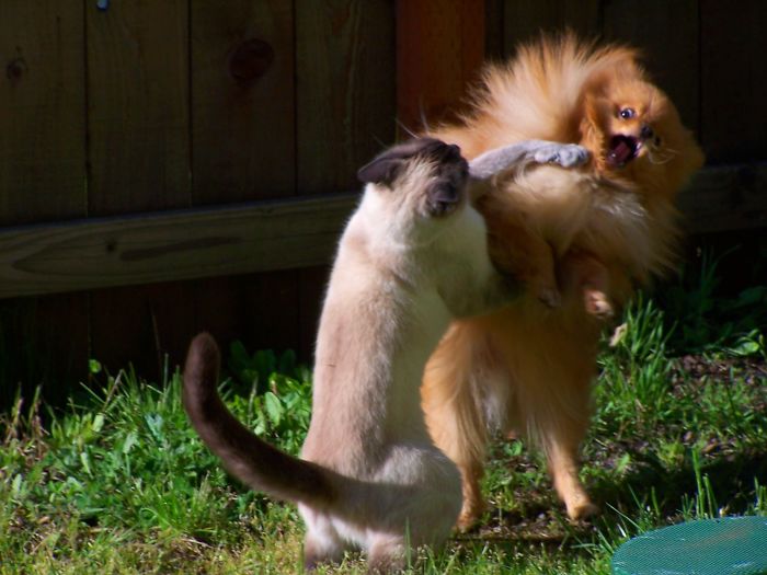 123 Times Owners Wanted Cats And Dogs To Live Together, But It Didn’t Work Out As Planned 123 Times Owners Wanted Cats And Dogs To Live Together, But It Didn’t Work Out As Planned