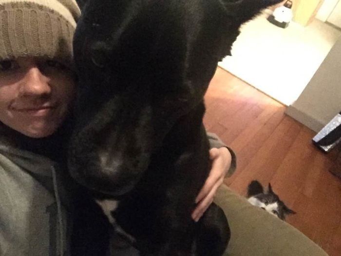 123 Times Owners Wanted Cats And Dogs To Live Together, But It Didn’t Work Out As Planned 123 Times Owners Wanted Cats And Dogs To Live Together, But It Didn’t Work Out As Planned