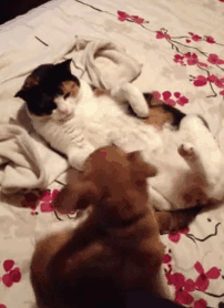 123 Times Owners Wanted Cats And Dogs To Live Together, But It Didn’t Work Out As Planned 123 Times Owners Wanted Cats And Dogs To Live Together, But It Didn’t Work Out As Planned