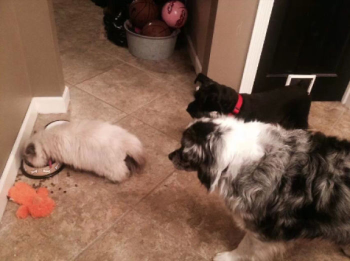 123 Times Owners Wanted Cats And Dogs To Live Together, But It Didn’t Work Out As Planned 123 Times Owners Wanted Cats And Dogs To Live Together, But It Didn’t Work Out As Planned