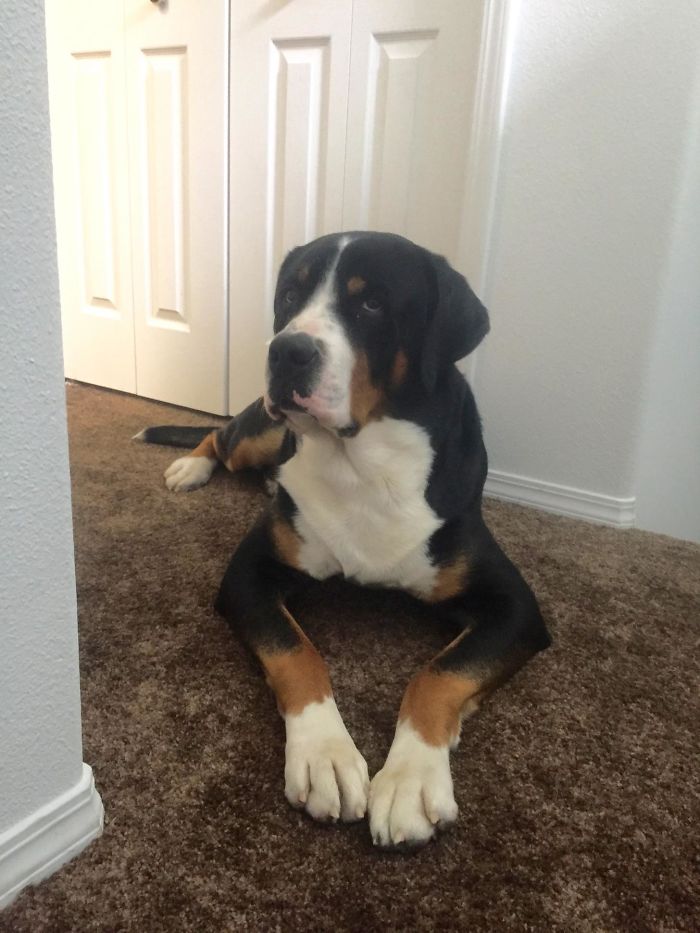 123 Times Owners Wanted Cats And Dogs To Live Together, But It Didn’t Work Out As Planned 123 Times Owners Wanted Cats And Dogs To Live Together, But It Didn’t Work Out As Planned