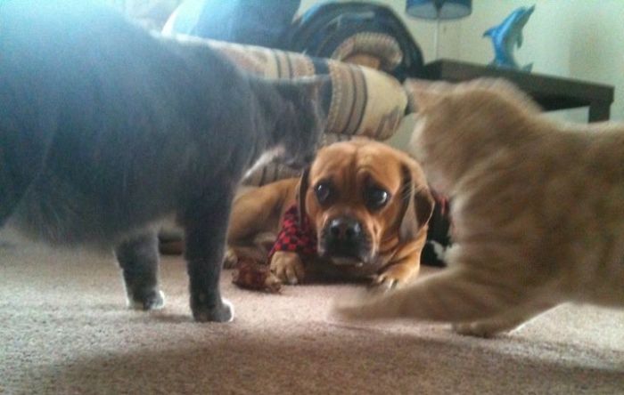 123 Times Owners Wanted Cats And Dogs To Live Together, But It Didn’t Work Out As Planned 123 Times Owners Wanted Cats And Dogs To Live Together, But It Didn’t Work Out As Planned