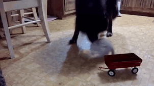 123 Times Owners Wanted Cats And Dogs To Live Together, But It Didn’t Work Out As Planned 123 Times Owners Wanted Cats And Dogs To Live Together, But It Didn’t Work Out As Planned