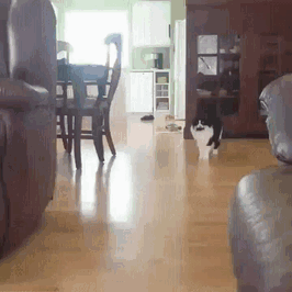 123 Times Owners Wanted Cats And Dogs To Live Together, But It Didn’t Work Out As Planned 123 Times Owners Wanted Cats And Dogs To Live Together, But It Didn’t Work Out As Planned