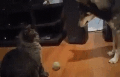 123 Times Owners Wanted Cats And Dogs To Live Together, But It Didn’t Work Out As Planned 123 Times Owners Wanted Cats And Dogs To Live Together, But It Didn’t Work Out As Planned