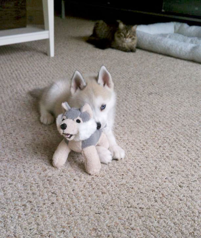 123 Times Owners Wanted Cats And Dogs To Live Together, But It Didn’t Work Out As Planned 123 Times Owners Wanted Cats And Dogs To Live Together, But It Didn’t Work Out As Planned