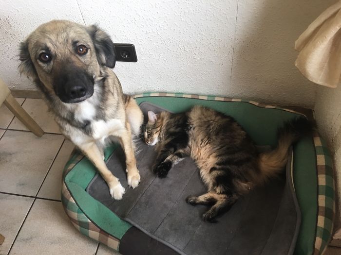 123 Times Owners Wanted Cats And Dogs To Live Together, But It Didn’t Work Out As Planned 123 Times Owners Wanted Cats And Dogs To Live Together, But It Didn’t Work Out As Planned