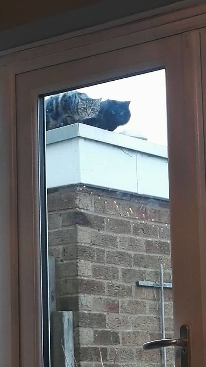 123 Times Owners Wanted Cats And Dogs To Live Together, But It Didn’t Work Out As Planned 123 Times Owners Wanted Cats And Dogs To Live Together, But It Didn’t Work Out As Planned