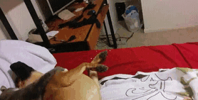 123 Times Owners Wanted Cats And Dogs To Live Together, But It Didn’t Work Out As Planned 123 Times Owners Wanted Cats And Dogs To Live Together, But It Didn’t Work Out As Planned