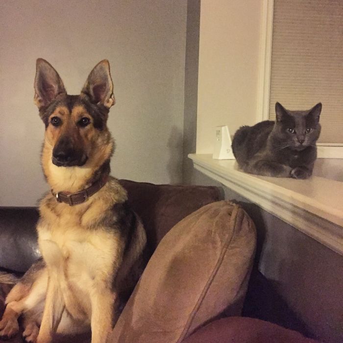123 Times Owners Wanted Cats And Dogs To Live Together, But It Didn’t Work Out As Planned 123 Times Owners Wanted Cats And Dogs To Live Together, But It Didn’t Work Out As Planned