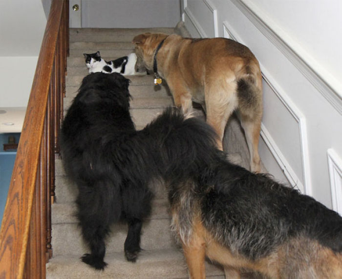 123 Times Owners Wanted Cats And Dogs To Live Together, But It Didn’t Work Out As Planned 123 Times Owners Wanted Cats And Dogs To Live Together, But It Didn’t Work Out As Planned