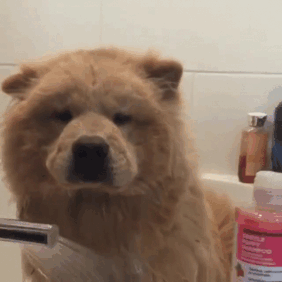 123 Times Owners Wanted Cats And Dogs To Live Together, But It Didn’t Work Out As Planned 123 Times Owners Wanted Cats And Dogs To Live Together, But It Didn’t Work Out As Planned