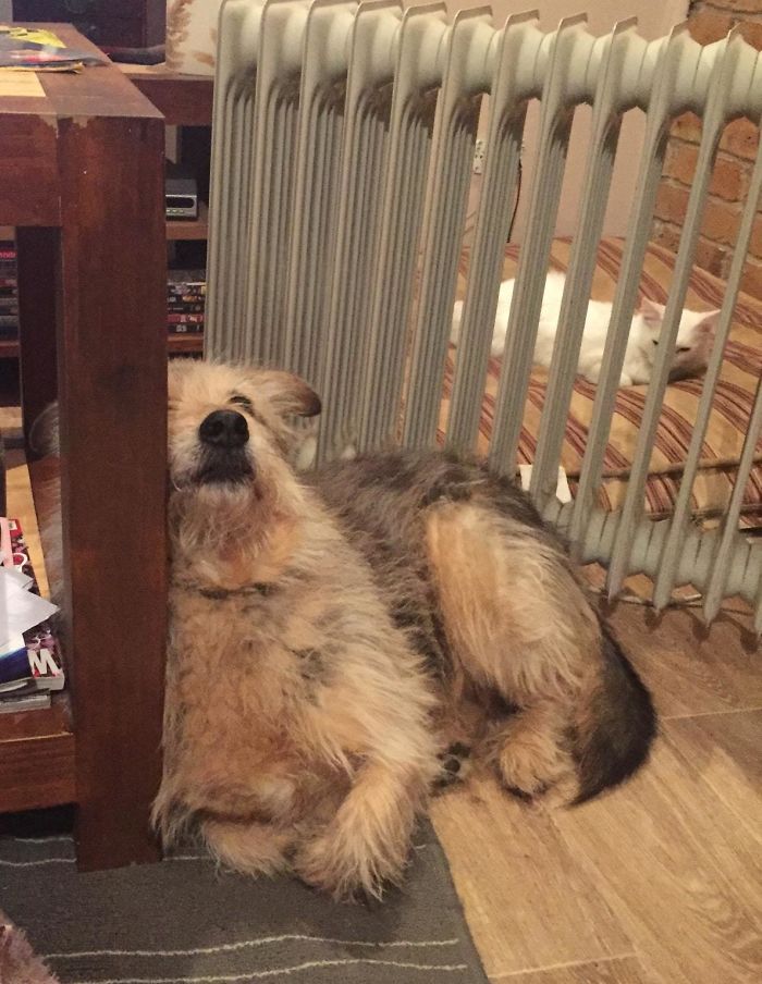 123 Times Owners Wanted Cats And Dogs To Live Together, But It Didn’t Work Out As Planned 123 Times Owners Wanted Cats And Dogs To Live Together, But It Didn’t Work Out As Planned