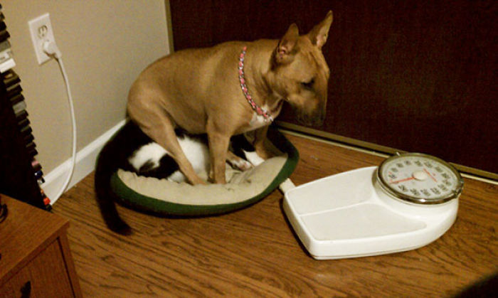 123 Times Owners Wanted Cats And Dogs To Live Together, But It Didn’t Work Out As Planned 123 Times Owners Wanted Cats And Dogs To Live Together, But It Didn’t Work Out As Planned