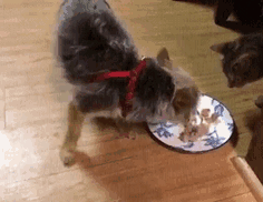 123 Times Owners Wanted Cats And Dogs To Live Together, But It Didn’t Work Out As Planned 123 Times Owners Wanted Cats And Dogs To Live Together, But It Didn’t Work Out As Planned